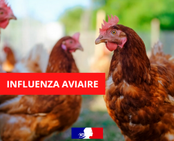 Influenza aviaire