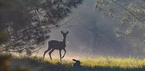 Dénombrements nocturnes Biodiversité