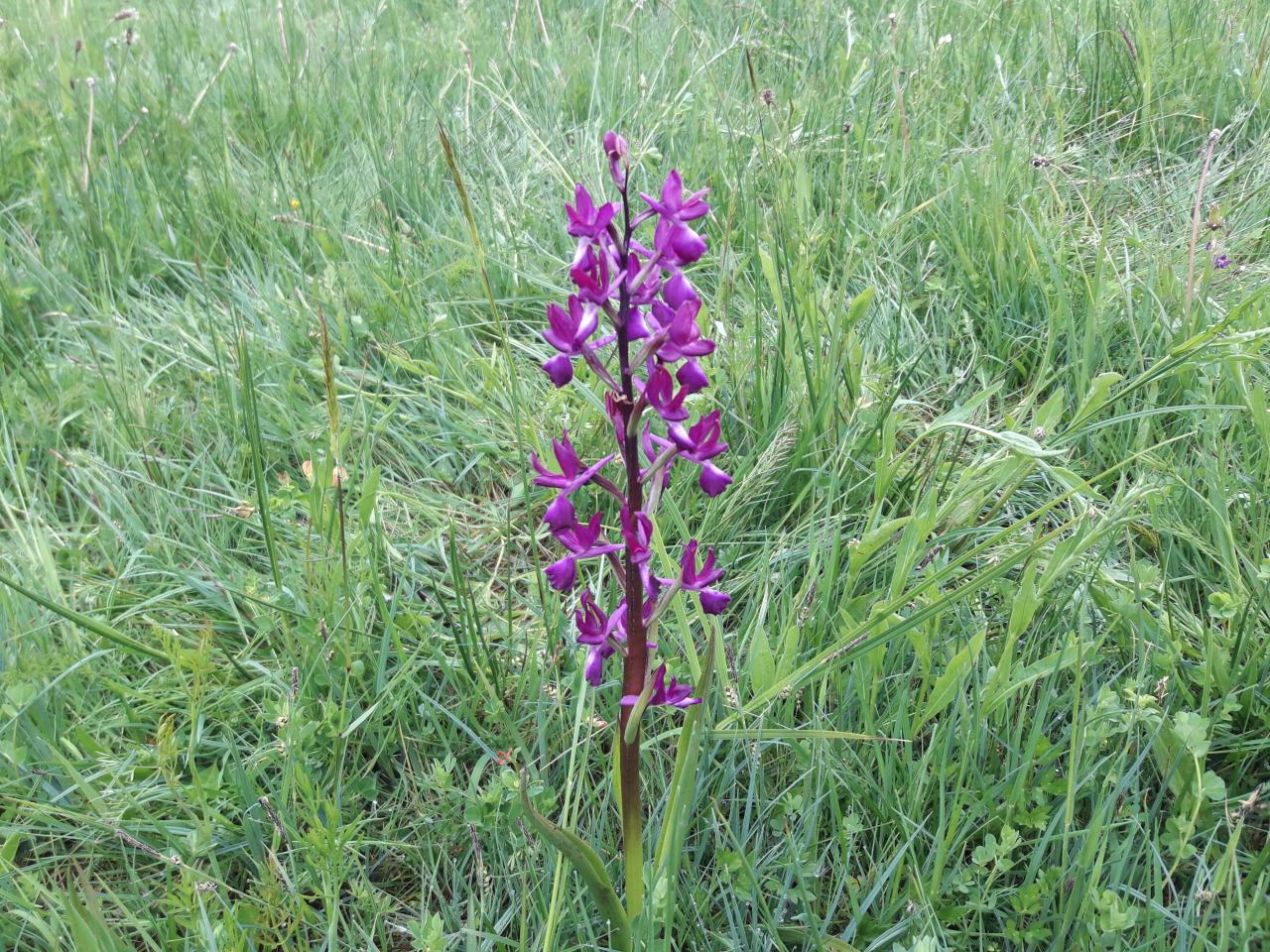 Orchidée prairie