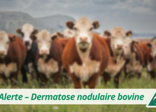 Photo logo DNCB - 2025