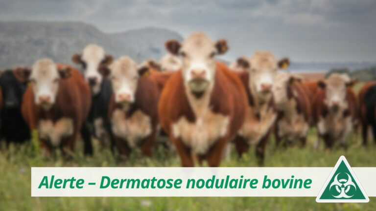 Arrêté Préfectoral Dermatose Nodulaire Contagieuse Bovine